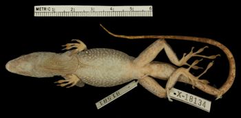 Media type: image;   Herpetology R-81581 Aspect: ventral